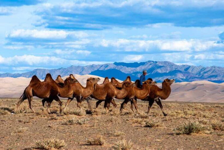8-day-gobi-and-central-mongolia