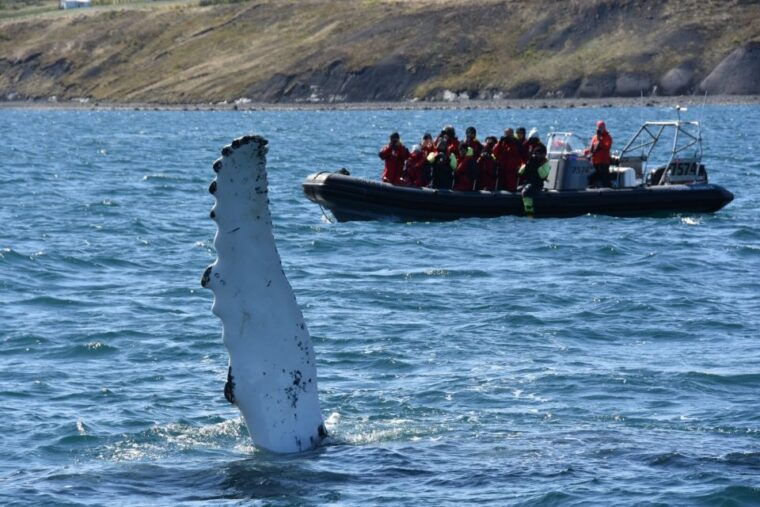 akureyri-2-hour-whale-watching-express-by-rib-speedboat