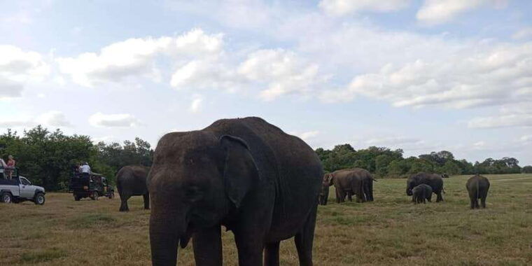 all-inclusive-minneriya-national-park-safari-with-hotel-pick