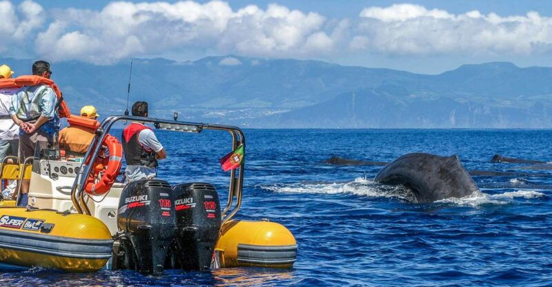 azores-whale-watching-and-islet-boat-tour