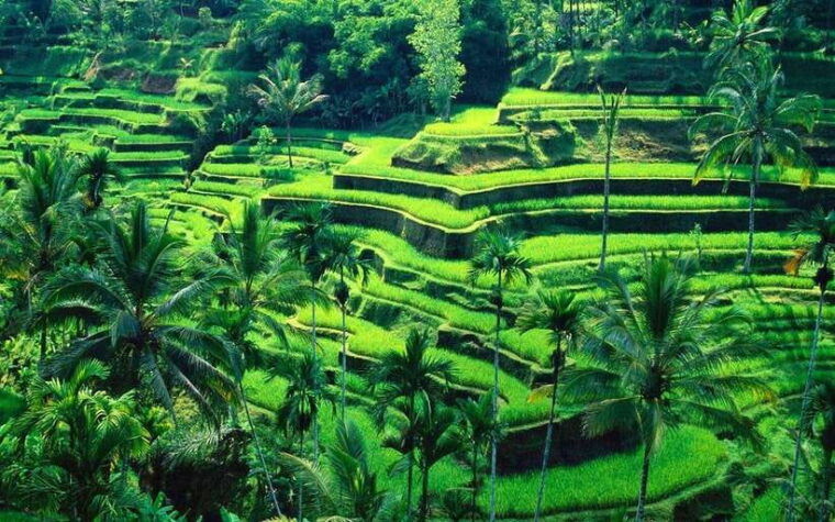 bali-mount-batur-sunrise-jeep-tour-with-hot-springs-3