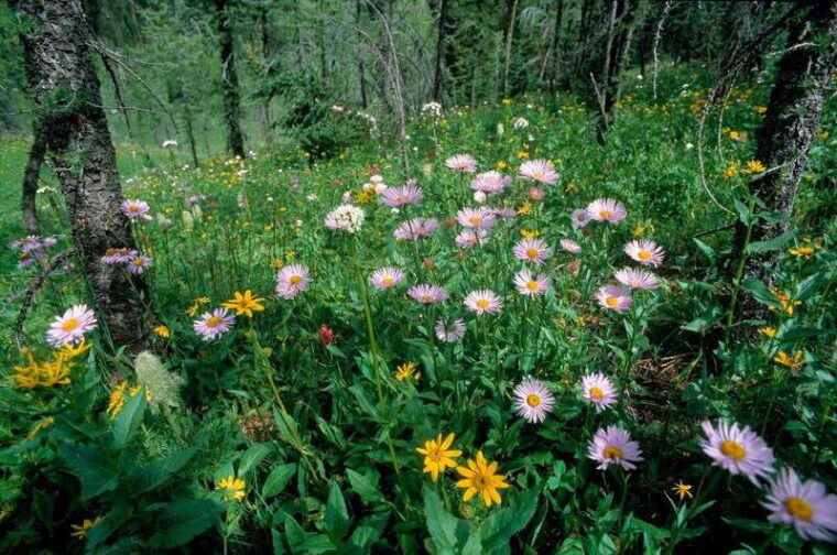 banff-edible-and-medicinal-plants-nature-walk