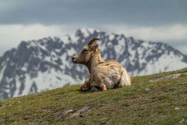 banff-national-park-private-safari-and-nature-walk-3-5h
