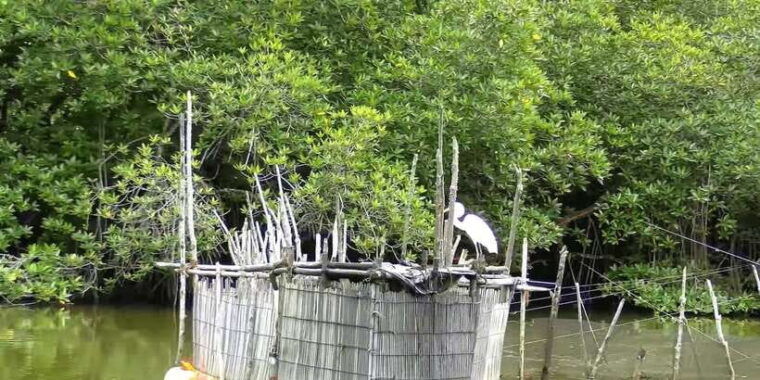 bentota-swampboat-ride-through-mangrove-forest