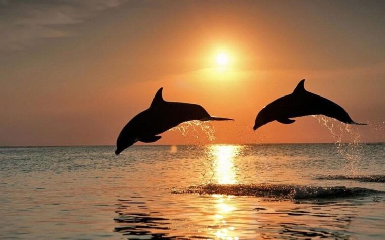 best-lovina-sunrise-dolphins-watching-tour