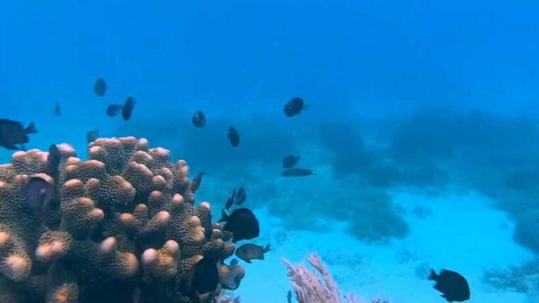 bohol-dolphin-watching-snorkeling-at-balicasag-island