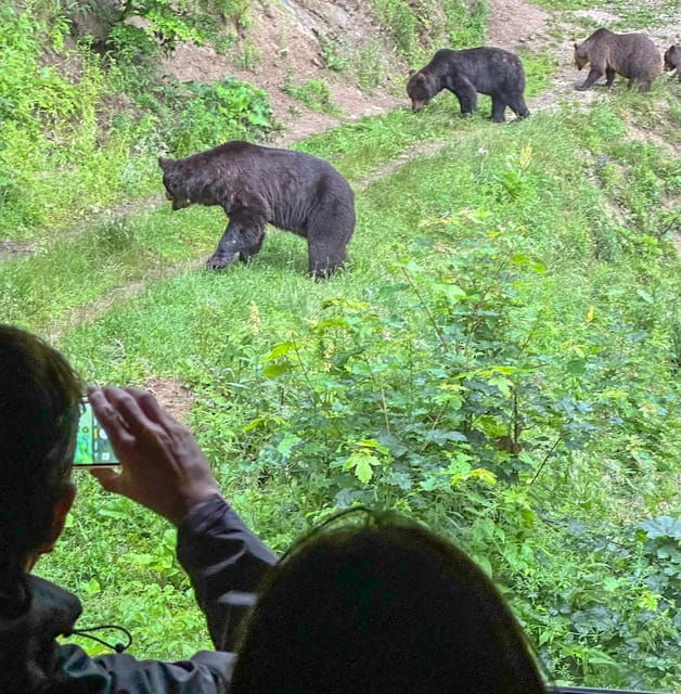 brasov-bear-watching-in-the-wild-from-a-hideout