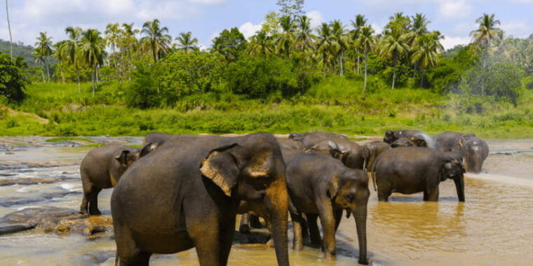 budget-safari-to-wilpaththu-national-park-from-anuradhapura
