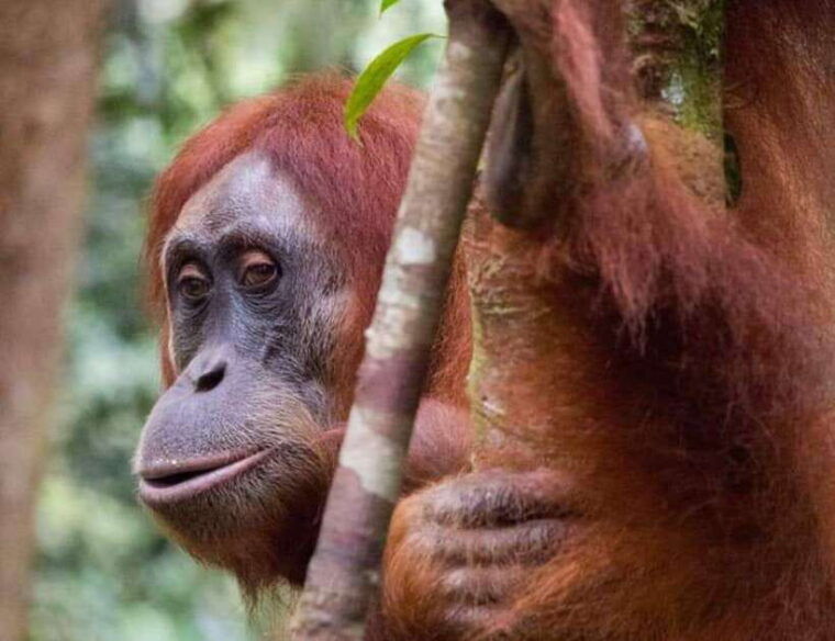 bukit-lawang-a-unique-wildlife-tour-overnight-into-jungle