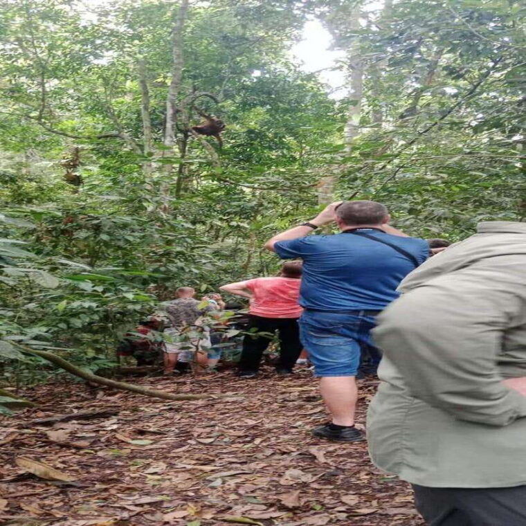 bukit-lawang-orangutan-tour-wonderful-jungle-view