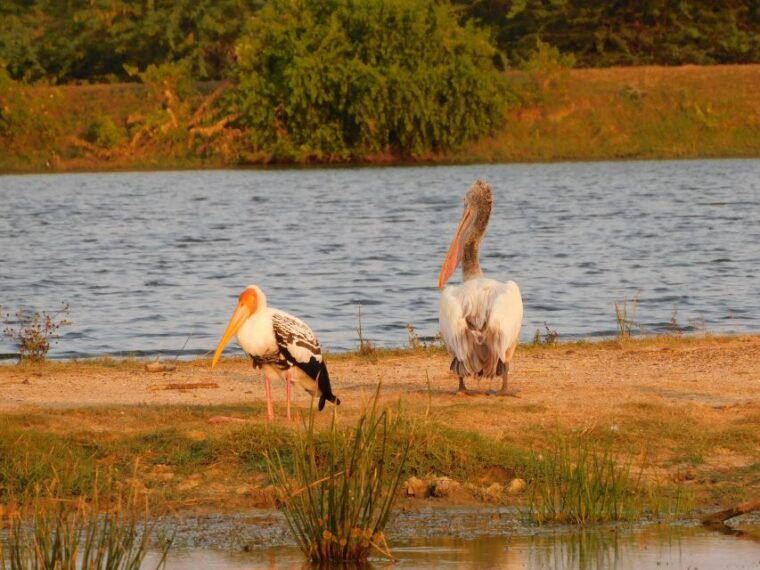bundala-half-day-safari-private-tours-morning-afternoon