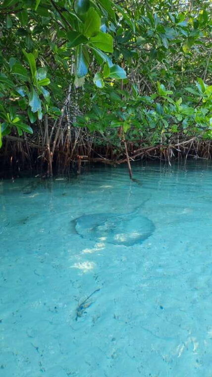 cancun-morning-or-sunset-kayak-adventure-in-nichupte-lagoon