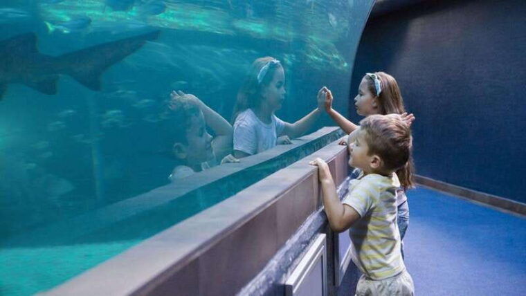 cancun-ticket-for-the-interactive-aquarium