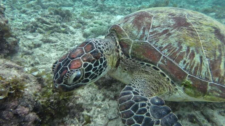 cebu-adventure-atv-mantayupan-falls-moalboal-snorkeling