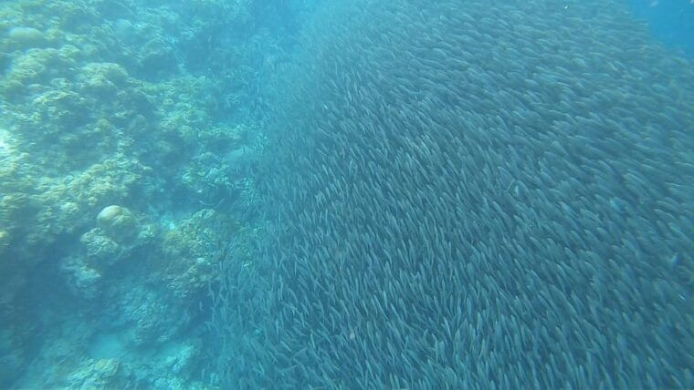 cebu-oslob-whaleshark-sardines-run-snorkeling-day-tour