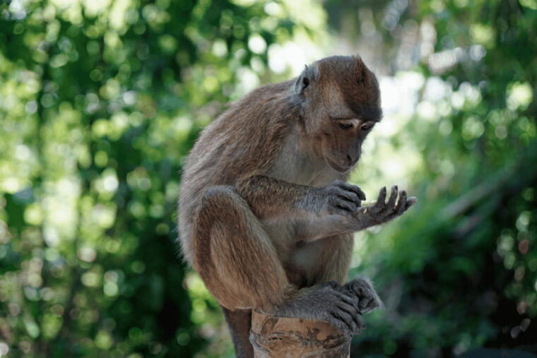 cebu-whale-shark-monkey-sanctuary-moalboal-snorkel-tour