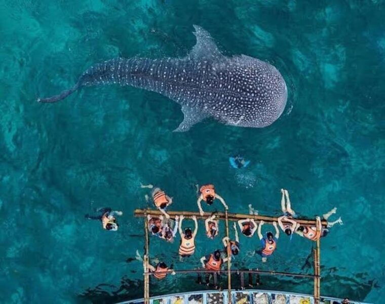 cebu-whaleshark-encounter-tumalog-falls-monkey-viewing