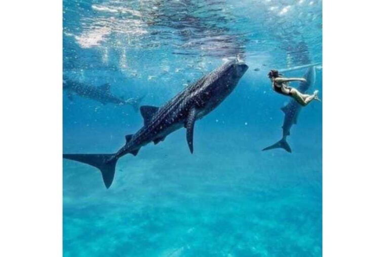 cebuwhale-shark-waterfall-and-sardine-run-group-tourmeal