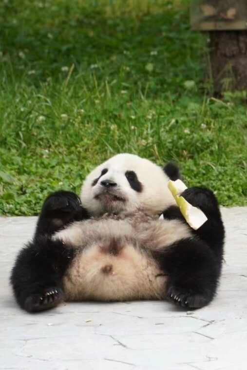 chengdu-chengdu-day-trip-with-giant-panda-and-leshan-buddha