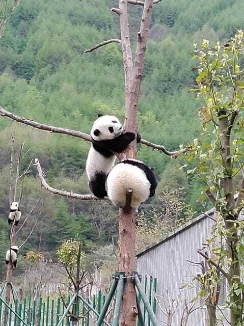 chengdu-giant-panda-and-leshan-buddha-day-trip