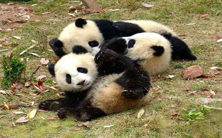 chengdu-panda-base-half-day-tour
