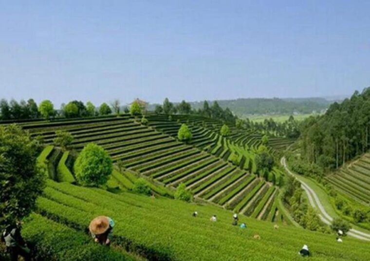 chengdu-panda-leshan-buddha-one-day-private-tour