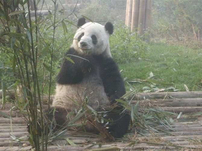 chengdu-private-panda-base-tour-with-80-pandas