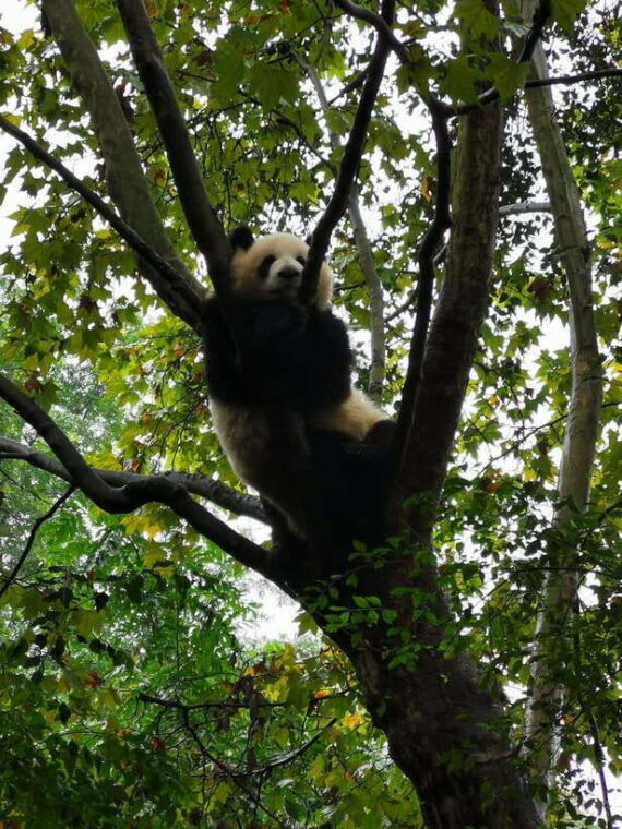 chengdu-private-panda-tour-at-panda-breeding-base