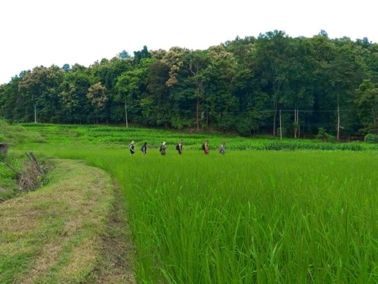 chiang-mai-2-day-jungle-trek-with-elephant-farm-raft-ride