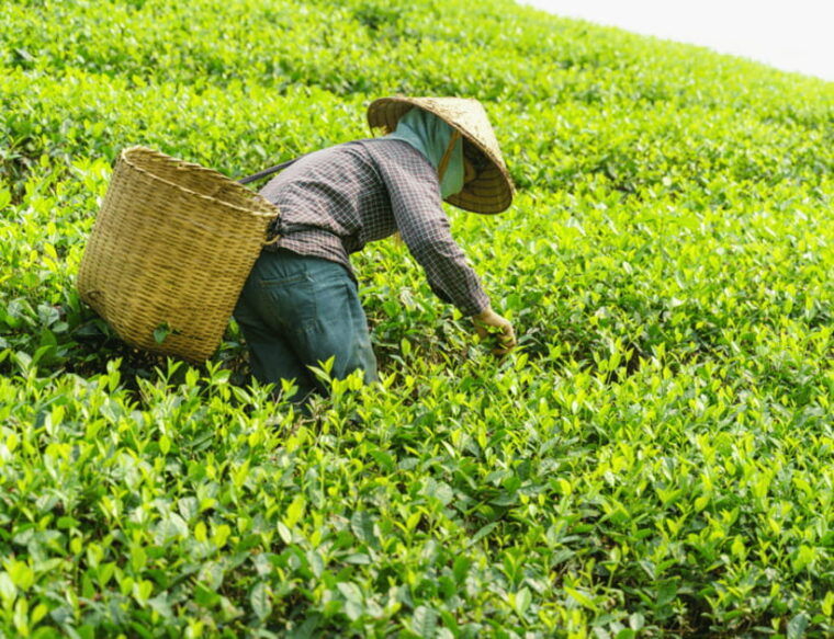 chiang-mai-chiang-rai-highlights-scenic-landscapes-tour