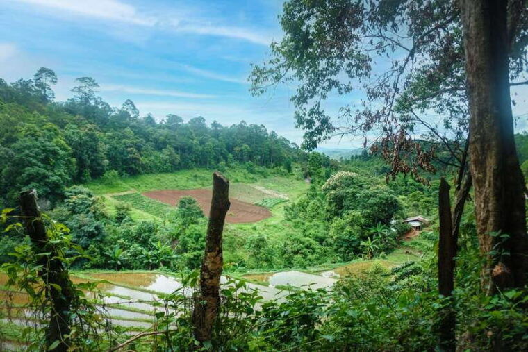 chiangmai-hilltribe-coffee-forest-trek-plant-roast-brew