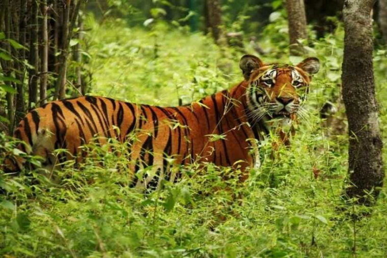 chitwan-national-park-tour