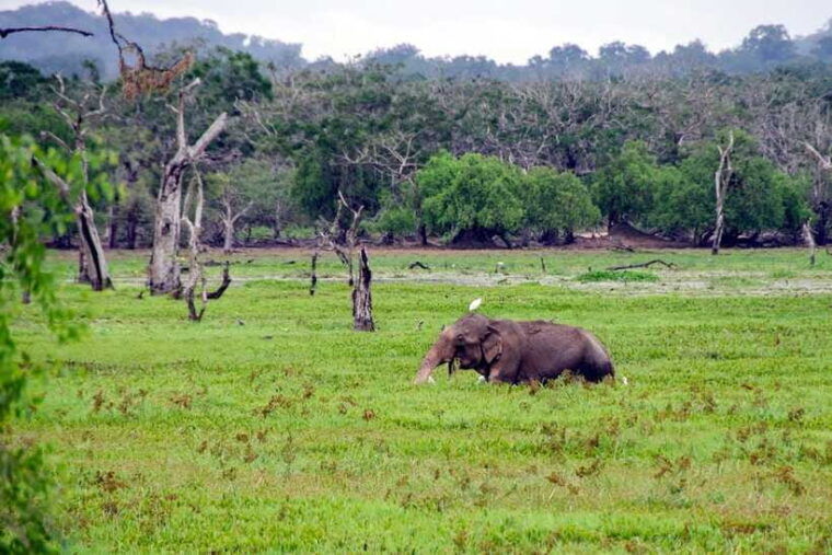 colombo-6-day-private-trip-culture-nature-wildlife-beach