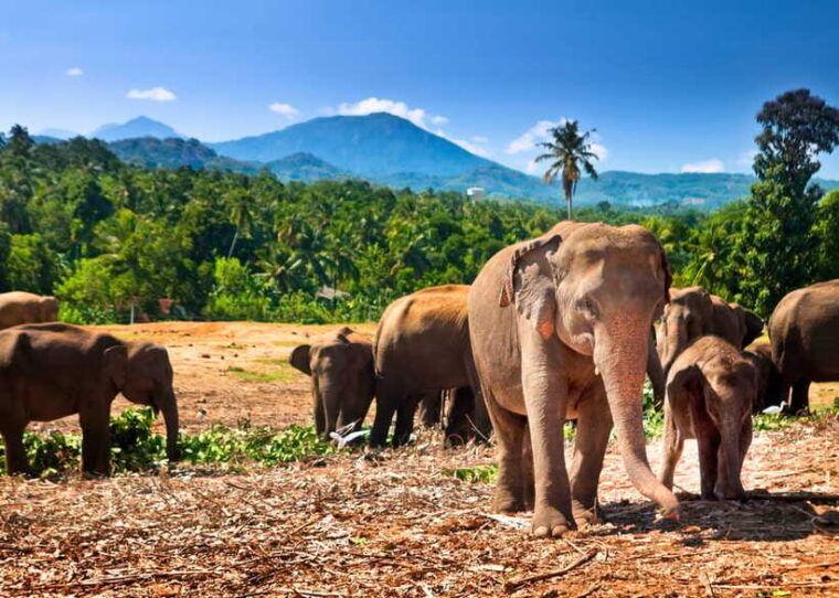 colombo-sri-lanka-cultural-triangle-hotspots-2-day-tour