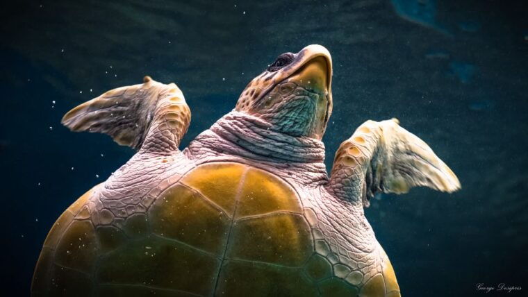 crete-heraklion-center-local-market-and-creta-aquarium