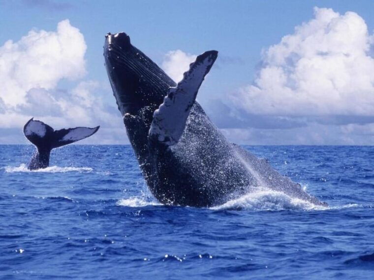 exciting-humpback-whale-tour-food-puerto-vallarta