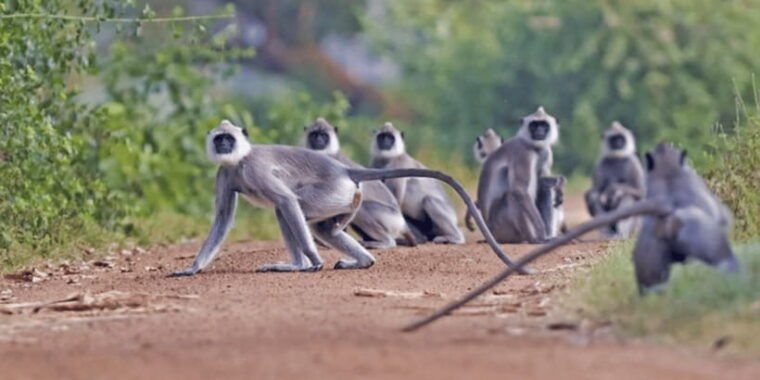 exclusive-wildlife-full-day-adventure-in-wilpattu
