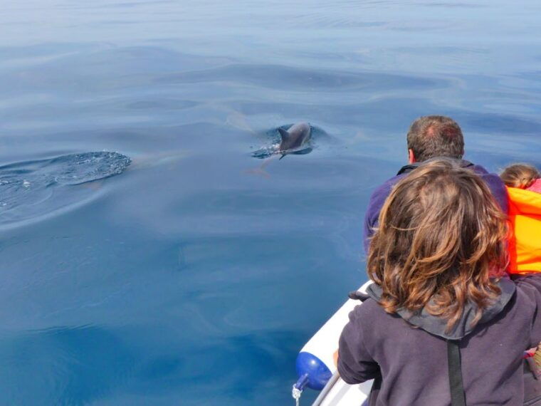 faro-dolphin-and-wildlife-watching-in-the-atlantic-ocean