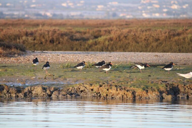 faro-real-pudding-boat-tours-6h-guided-boat-tour-ria-formosa