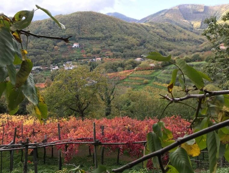 from-amalfi-amalfi-coast-tour-and-wine-tasting-with-lunch