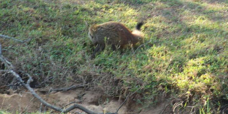 from-arugambay-yala-national-park-safari-dropoff-in-ella
