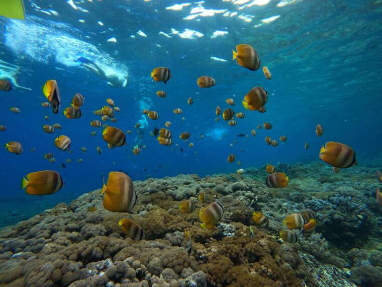 from-bali-half-day-snorkeling-3-spots-to-lembongan-penida