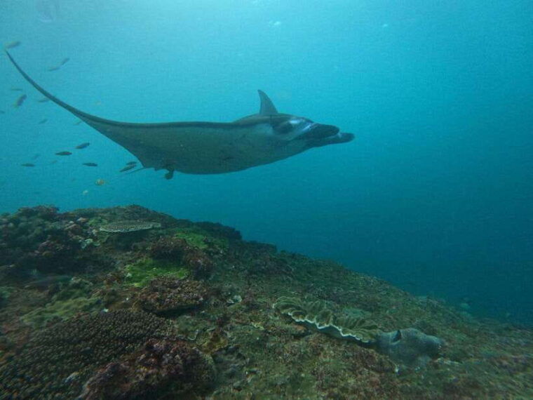 from-bali-snorkeling-at-manta-point-nusa-penida-land-tour