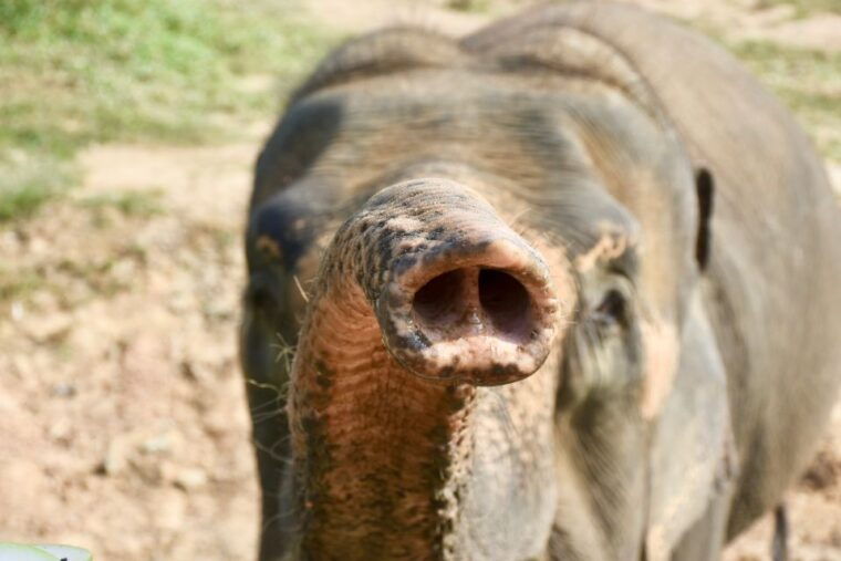 from-bangkok-wildlife-rescue-and-elephant-rescue-tour