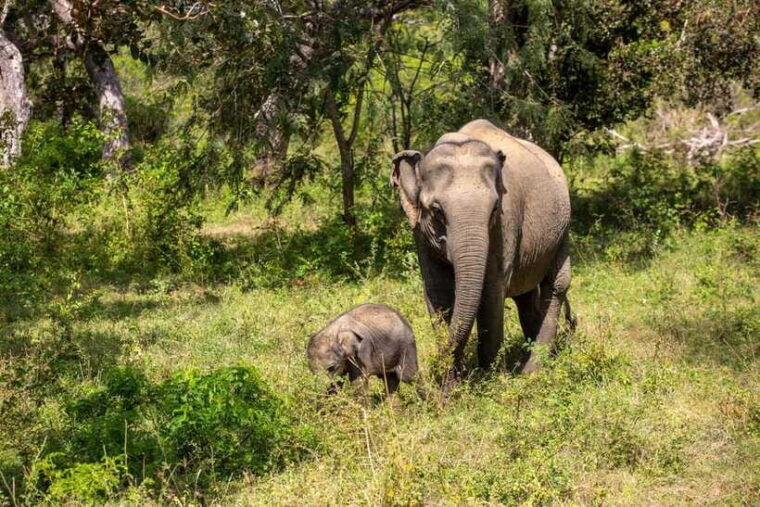 from-bentota-elephant-transit-camp-and-udawalawe-safari