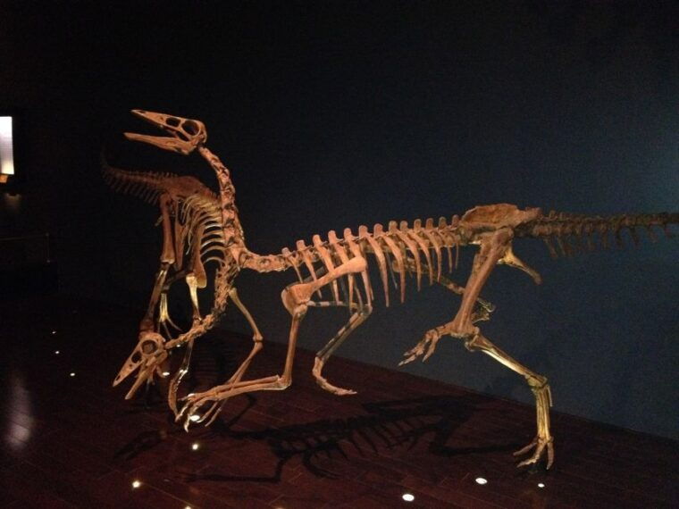 from-calgary-drumheller-and-badlands-tour