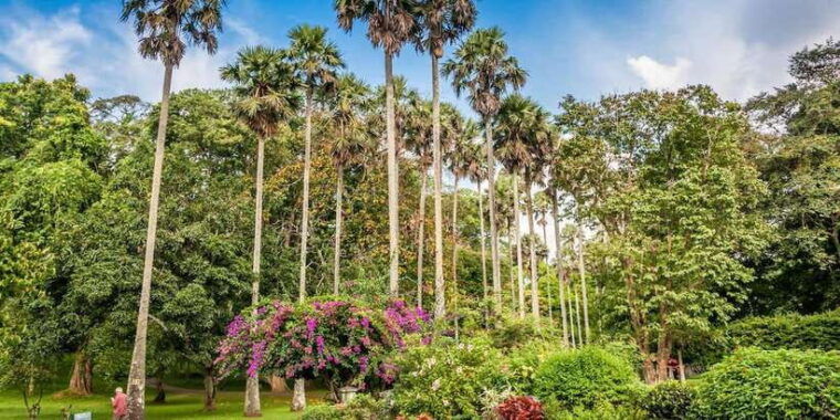 from-colombo-day-trip-to-kandy-pinnwala-royal-gardens