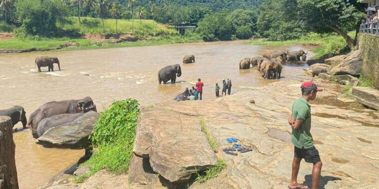 from-colombo-kandy-pinnawala-and-tea-factory-full-day-trip-2