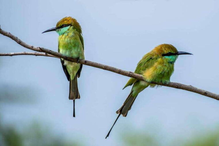 from-colombo-negombo-wilpattu-national-park-4x4-safari-tour