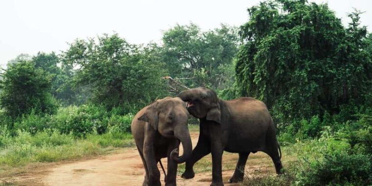 from-colombo-private-minneriya-national-park-day-safari
